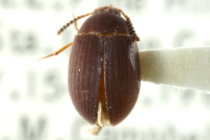  (Platydema erthrocerum - CNC COLEO 00127510)  @11 [ ] CreativeCommons - Attribution (2011) CNC/CBG Photography Group Centre for Biodiversity Genomics