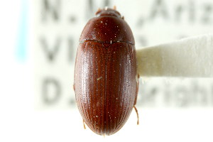  (Platydema inquilinum - CNC COLEO 00127518)  @11 [ ] CreativeCommons - Attribution (2011) CNC/CBG Photography Group Centre for Biodiversity Genomics