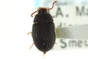  (Platydema ruficorne - CNC COLEO 00127534)  @13 [ ] CreativeCommons - Attribution (2011) CNC/CBG Photography Group Centre for Biodiversity Genomics