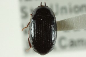  (Platydema teleops - CNC COLEO 00127535)  @12 [ ] CreativeCommons - Attribution (2011) CNC/CBG Photography Group Centre for Biodiversity Genomics