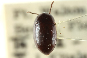  (Gondwanocrypticus obsoletus - CNC COLEO 00127544)  @11 [ ] CreativeCommons - Attribution (2011) CNC/CBG Photography Group Centre for Biodiversity Genomics