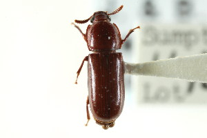  (Corticeus substriatus - CNC COLEO 00127599)  @11 [ ] CreativeCommons - Attribution (2011) CNC/CBG Photography Group Centre for Biodiversity Genomics