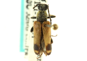  (Xestoleptura tibialis - CNC COLEO 00127814)  @15 [ ] CreativeCommons - Attribution (2011) CNC/CBG Photography Group Centre for Biodiversity Genomics