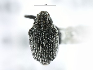  ( - CNC COLEO 00127945)  @13 [ ] CreativeCommons - Attribution (2011) CNC/CBG Photography Group Centre for Biodiversity Genomics