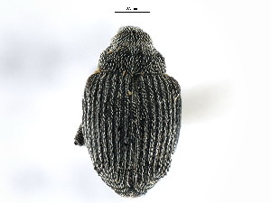  ( - CNC COLEO 00127947)  @13 [ ] CreativeCommons - Attribution (2011) CNC/CBG Photography Group Centre for Biodiversity Genomics