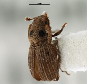  (Archaeoglenes costipennis - CNC COLEO 00128006)  @11 [ ] CreativeCommons - Attribution (2011) CNC/CBG Photography Group Centre for Biodiversity Genomics