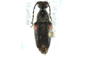  (Brachyleptura vagans - CNC COLEO 00128015)  @14 [ ] CreativeCommons - Attribution (2011) CNC/CBG Photography Group Centre for Biodiversity Genomics