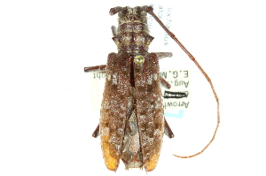  (Monochamus titillator - CNC COLEO 00128026)  @14 [ ] CreativeCommons - Attribution (2011) CNC/CBG Photography Group Centre for Biodiversity Genomics