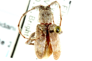  (Ecyrus dasycerus - CNC COLEO 00128032)  @13 [ ] CreativeCommons - Attribution (2011) CNC/CBG Photography Group Centre for Biodiversity Genomics