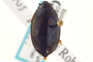  (Dineutus hornii - CNC COLEO 00149281)  @14 [ ] CreativeCommons - Attribution (2012) CNC/CBG Photography Group Centre for Biodiversity Genomics