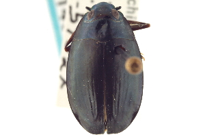  (Dineutus nigrior - CNC COLEO 00149287)  @14 [ ] CreativeCommons - Attribution (2012) CNC/CBG Photography Group Centre for Biodiversity Genomics