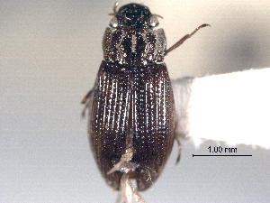  (Helophorus orchymonti - CNC COLEO 00150510)  @11 [ ] CreativeCommons - Attribution (2012) CNC/CBG Photography Group Centre for Biodiversity Genomics