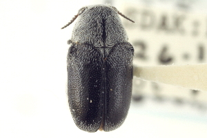  (Coleothorpa dominicana - CNC COLEO 00151120)  @14 [ ] CreativeCommons - Attribution (2012) CNC/CBG Photography Group Centre for Biodiversity Genomics