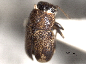  (Pachybrachis hepaticus - CNC COLEO 00151161)  @13 [ ] CreativeCommons - Attribution (2012) CNC/CBG Photography Group Centre for Biodiversity Genomics