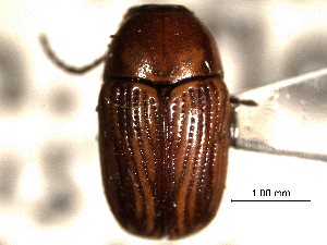  (Cryptocephalus incertus - CNC COLEO 00151210)  @11 [ ] CreativeCommons - Attribution (2012) CNC/CBG Photography Group Centre for Biodiversity Genomics