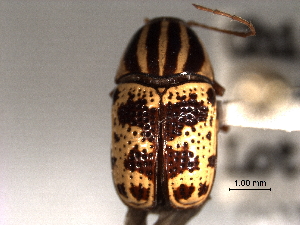  (Cryptocephalus leucomelas - CNC COLEO 00151215)  @13 [ ] CreativeCommons - Attribution (2012) CNC/CBG Photography Group Centre for Biodiversity Genomics