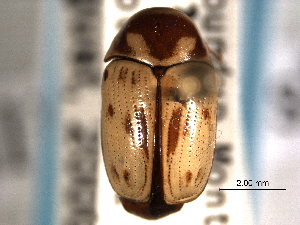  (Cryptocephalus mutabilis - CNC COLEO 00151216)  @14 [ ] CreativeCommons - Attribution (2012) CNC/CBG Photography Group Centre for Biodiversity Genomics