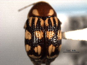  (Bassareus clathratus - CNC COLEO 00151242)  @13 [ ] CreativeCommons - Attribution (2012) CNC/CBG Photography Group Centre for Biodiversity Genomics