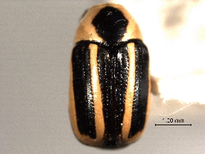  (Bassareus lituratus - CNC COLEO 00151251)  @13 [ ] CreativeCommons - Attribution (2012) CNC/CBG Photography Group Centre for Biodiversity Genomics