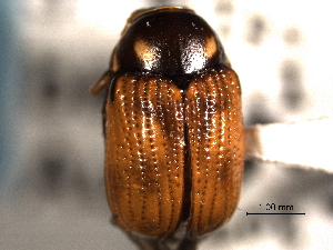  (Bassareus - CNC COLEO 00151257)  @14 [ ] CreativeCommons - Attribution (2012) CNC/CBG Photography Group Centre for Biodiversity Genomics