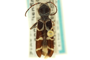  (Neoclytus caprea - CNC COLEO 00154747)  @11 [ ] CreativeCommons - Attribution (2012) CNC/CBG Photography Group Centre for Biodiversity Genomics