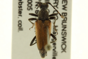  (Brachyleptura circumdata - CNC COLEO 00154761)  @13 [ ] CreativeCommons - Attribution (2012) CNC/CBG Photography Group Centre for Biodiversity Genomics