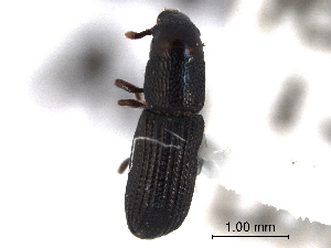  (Rhyncolus discors - CNC COLEO 00157783)  @11 [ ] CreativeCommons - Attribution (2012) CNC/CBG Photography Group Centre for Biodiversity Genomics