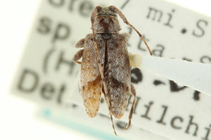  (Sternidius sp-prairie - CNC COLEO 00078794)  @11 [ ] CreativeCommons - Attribution (2012) CNC/CBG Photography Group Centre for Biodiversity Genomics