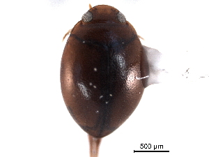  ( - CNC COLEO 00149895)  @11 [ ] CreativeCommons - Attribution (2012) CNC/CBG Photography Group Centre for Biodiversity Genomics