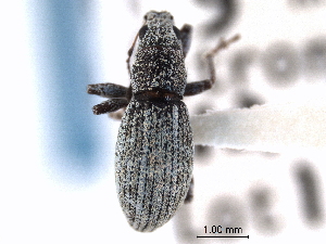  (Mitostylus elongatus - CNC COLEO 00153557)  @11 [ ] CreativeCommons - Attribution (2012) CNC/CBG Photography Group Centre for Biodiversity Genomics