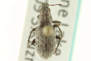  (Sitona aquilonius - CNC COLEO 00153568)  @13 [ ] CreativeCommons - Attribution (2012) CNC/CBG Photography Group Centre for Biodiversity Genomics