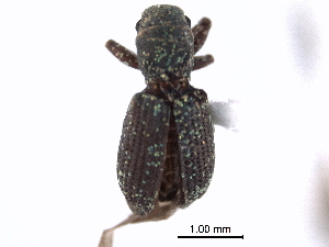  (Pandeleteinus submetallicus - CNC COLEO 00153607)  @11 [ ] CreativeCommons - Attribution (2012) CNC/CBG Photography Group Centre for Biodiversity Genomics