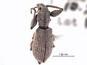  (Pandeleteius longicollis - CNC COLEO 00153615)  @11 [ ] CreativeCommons - Attribution (2012) CNC/CBG Photography Group Centre for Biodiversity Genomics