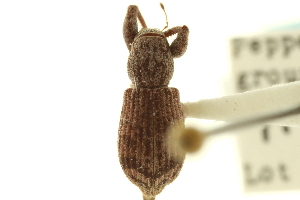  (Pandeleteius robustus - CNC COLEO 00153618)  @11 [ ] CreativeCommons - Attribution (2012) CNC/CBG Photography Group Centre for Biodiversity Genomics