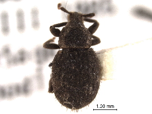  (Phyxelis - CNC COLEO 00153711)  @11 [ ] CreativeCommons - Attribution (2012) CNC/CBG Photography Group Centre for Biodiversity Genomics