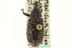  ( - CNC COLEO 00153967)  @11 [ ] CreativeCommons - Attribution (2012) CNC/CBG Photography Group Centre for Biodiversity Genomics