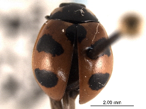  (Coccinella hieroglyphica humboldtiensis - CNC COLEO 00154088)  @13 [ ] CreativeCommons - Attribution (2012) CNC/CBG Photography Group Centre for Biodiversity Genomics