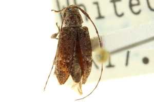  (Sternidius punctatus - CNC COLEO 00154799)  @11 [ ] CreativeCommons - Attribution (2012) CNC/CBG Photography Group Centre for Biodiversity Genomics