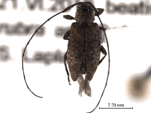  (Sternidius sp-ostrya - CNC COLEO 00154811)  @13 [ ] CreativeCommons - Attribution (2012) CNC/CBG Photography Group Centre for Biodiversity Genomics