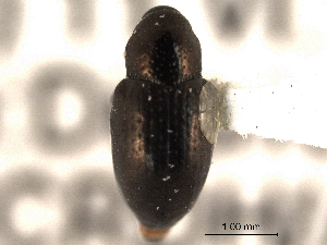  (Tyloderma nigrum - CNC COLEO 00157833)  @11 [ ] CreativeCommons - Attribution (2012) CNC/CBG Photography Group Centre for Biodiversity Genomics