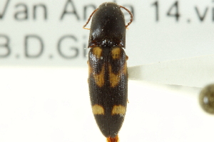  (Megapenthes caprella - CNC COLEO 00158676)  @14 [ ] CreativeCommons - Attribution (2012) CNC/CBG Photography Group Centre for Biodiversity Genomics