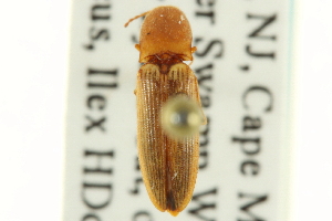  (Megapenthes rufilabris - CNC COLEO 00158678)  @11 [ ] CreativeCommons - Attribution (2012) CNC/CBG Photography Group Centre for Biodiversity Genomics