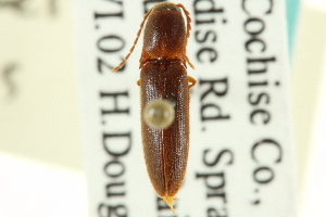  (Megapenthes megalops - CNC COLEO 00158681)  @11 [ ] CreativeCommons - Attribution (2012) CNC/CBG Photography Group Centre for Biodiversity Genomics