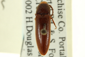  (Physorhinus fusculus - CNC COLEO 00158710)  @14 [ ] CreativeCommons - Attribution (2012) CNC/CBG Photography Group Centre for Biodiversity Genomics