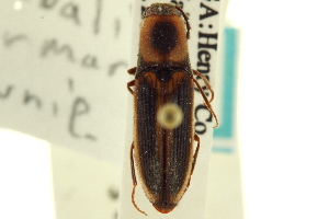  (Megapenthes limbalis - CNC COLEO 00158713)  @11 [ ] CreativeCommons - Attribution (2012) CNC/CBG Photography Group Centre for Biodiversity Genomics