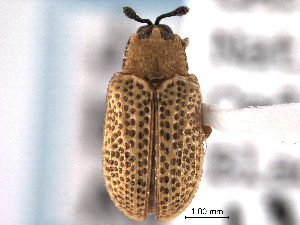  (Stenopodius texanus - CNC COLEO 00151996)  @11 [ ] CreativeCommons - Attribution (2012) CNC/CBG Photography Group Centre for Biodiversity Genomics