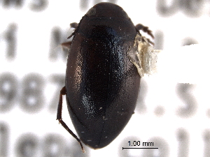  (Hygrotus nigrescens - CNC COLEO 00149934)  @14 [ ] CreativeCommons - Attribution (2012) CNC/CBG Photography Group Centre for Biodiversity Genomics