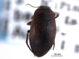  (Hygrotus picatus - CNC COLEO 00149951)  @14 [ ] CreativeCommons - Attribution (2012) CNC/CBG Photography Group Centre for Biodiversity Genomics