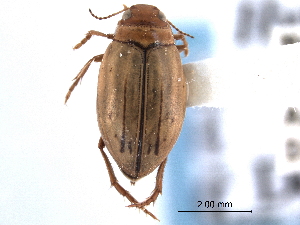  (Hygrotus semivittatus - CNC COLEO 00149967)  @11 [ ] CreativeCommons - Attribution (2012) CNC/CBG Photography Group Centre for Biodiversity Genomics