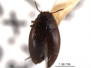  (Clemnius sylvanus - CNC COLEO 00149974)  @11 [ ] CreativeCommons - Attribution (2012) CNC/CBG Photography Group Centre for Biodiversity Genomics